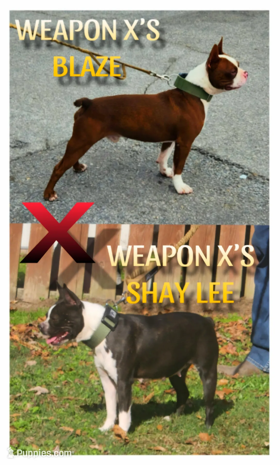 Chuby Girl (A), a female Boston Terrier for sale in Jamesville, NC – Photo 9 of 9