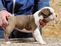 Chuby Girl (A), a female Boston Terrier for sale in Jamesville, NC – Photo 8 of 9