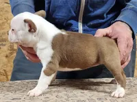 Chuby Girl (A), a female Boston Terrier for sale in Jamesville, NC – Photo 5 of 9