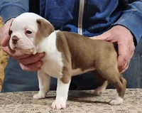 Chuby Girl (A), a female Boston Terrier for sale in Jamesville, NC – Photo 4 of 9