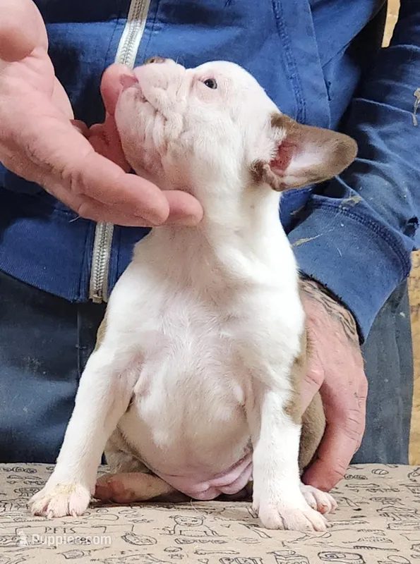 Chuby Girl (A), a female Boston Terrier for sale in Jamesville, NC – Photo 1 of 9