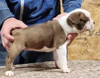 Chuby Girl (A), a female Boston Terrier for sale in Jamesville, NC – Photo 6 of 9