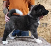 Black Wolf, a female Akita for sale in Jamesville, NC – 4 of 8