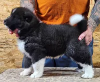 Big Black Girl "1", a female Akita for sale in Jamesville, NC – 8 of 8