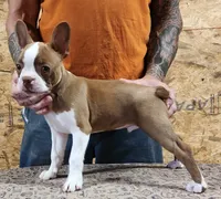 "Buddy", a male Boston Terrier for sale in Jamesville, NC – 1 of 5
