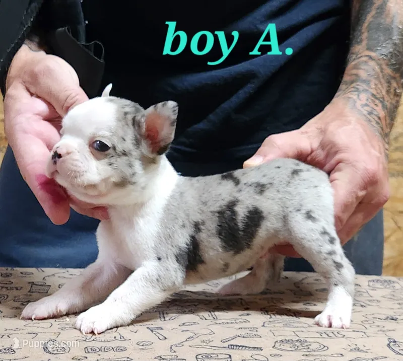 Boy A – Boston Terrier puppy for sale in Jamesville, NC