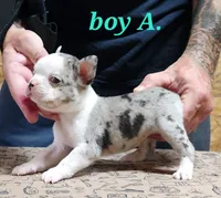 Boy A, a male Boston Terrier for sale in Jamesville, NC – 1 of 5