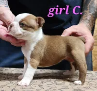 Girl C, a female Boston Terrier for sale in Jamesville, NC – 4 of 5