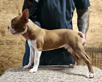 Buddy, a male Boston Terrier for sale in Jamesville, NC – 3 of 5