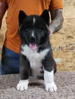 Black Wolf, a female Akita for sale in Jamesville, NC – 3 of 8