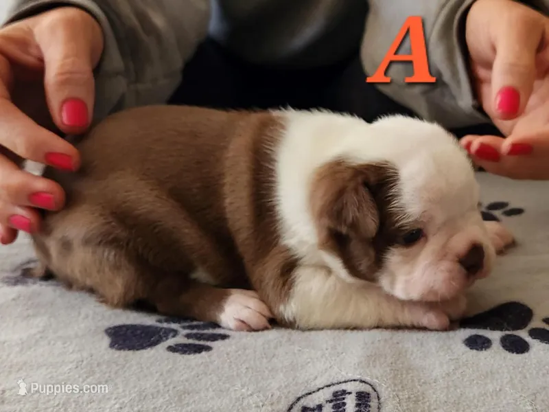 Girl A – Boston Terrier puppy for sale in Jamesville, NC