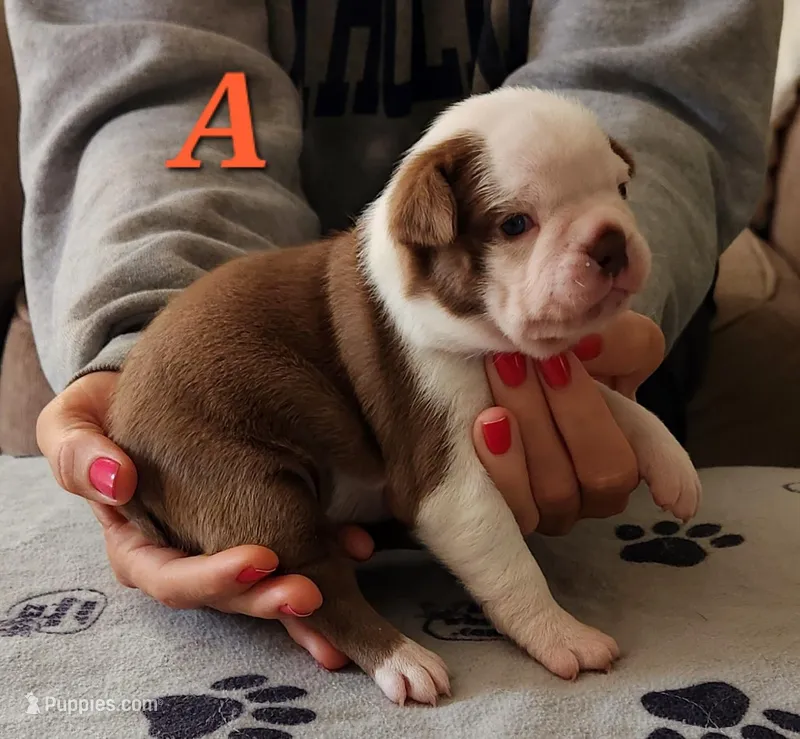 Girl A – Boston Terrier puppy for sale in Jamesville, NC