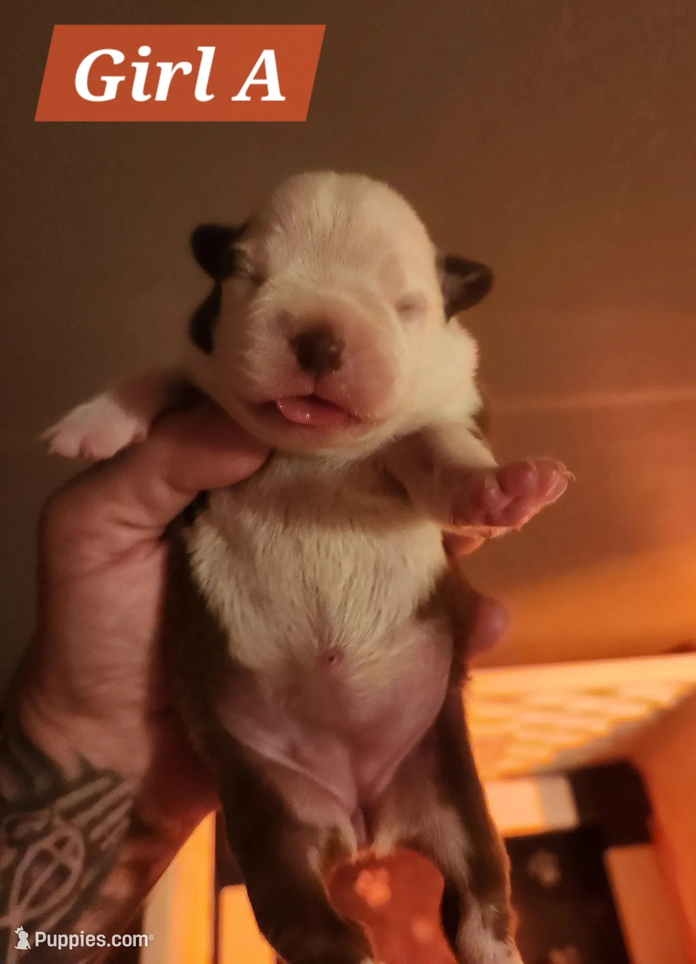 Girl A – Boston Terrier puppy for sale in Jamesville, NC