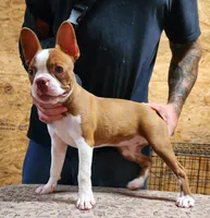Buddy, a male Boston Terrier for sale in Jamesville, NC – 1 of 5