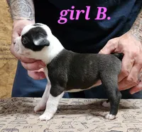 Girl B, a female Boston Terrier for sale in Jamesville, NC – 5 of 5