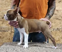  "Buddy', a male Boston Terrier for sale in Jamesville, NC – 2 of 5