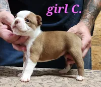 Girl C, a female Boston Terrier for sale in Jamesville, NC – 2 of 5