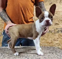 "Buddy", a male Boston Terrier for sale in Jamesville, NC – 3 of 5