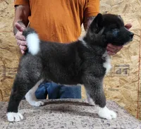 Black Wolf, a female Akita for sale in Jamesville, NC – 2 of 8