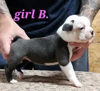 Girl B, a female Boston Terrier for sale in Jamesville, NC – 1 of 5