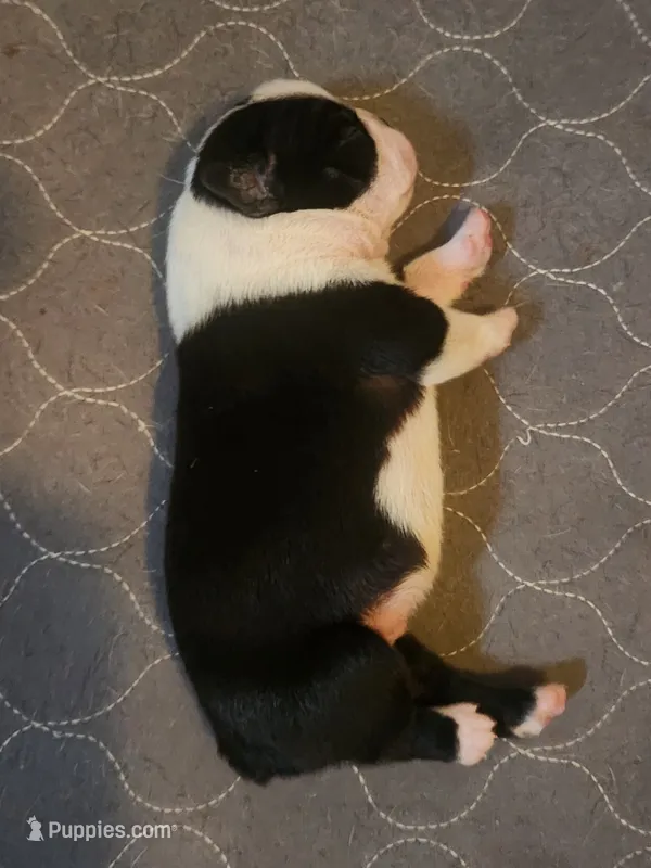 Boy A – Boston Terrier puppy for sale in Jamesville, NC