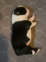 Boy A, a male Boston Terrier for sale in Jamesville, NC – 1 of 4
