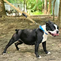 Slate, a female Boston Terrier for sale in Jamesville, NC – Photo 1 of 3