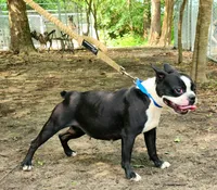 Slate, a female Boston Terrier for sale in Jamesville, NC – Photo 1 of 3