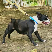 Slate, a female Boston Terrier for sale in Jamesville, NC – Photo 2 of 3