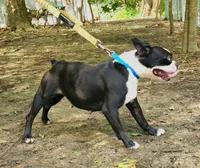 Slate, a female Boston Terrier for sale in Jamesville, NC – Photo 2 of 3