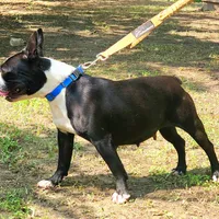 Slate, a female Boston Terrier for sale in Jamesville, NC – Photo 3 of 3