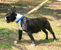 Slate, a female Boston Terrier for sale in Jamesville, NC – Photo 3 of 3