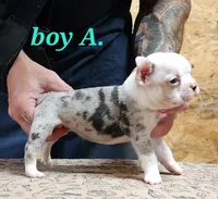 Boy A, a male Boston Terrier for sale in Jamesville, NC – 4 of 5