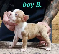 Boy B, a male Boston Terrier for sale in Jamesville, NC – 1 of 5