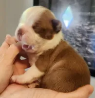 Girl C, a female Boston Terrier for sale in Jamesville, NC – 2 of 3