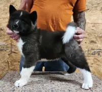 Black Wolf, a female Akita for sale in Jamesville, NC – 5 of 8