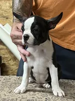 Buster , a male Boston Terrier for sale in Jamesville, NC – 6 of 7