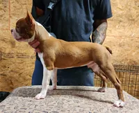 Buddy, a male Boston Terrier for sale in Jamesville, NC – 2 of 5