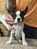 Buster , a male Boston Terrier for sale in Jamesville, NC – 4 of 7