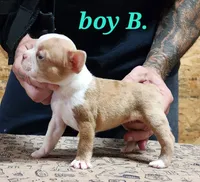 Boy B, a male Boston Terrier for sale in Jamesville, NC – 5 of 5