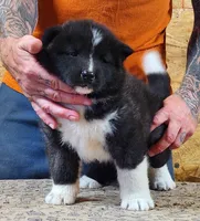 Big Black Girl "1", a female Akita for sale in Jamesville, NC – 3 of 8