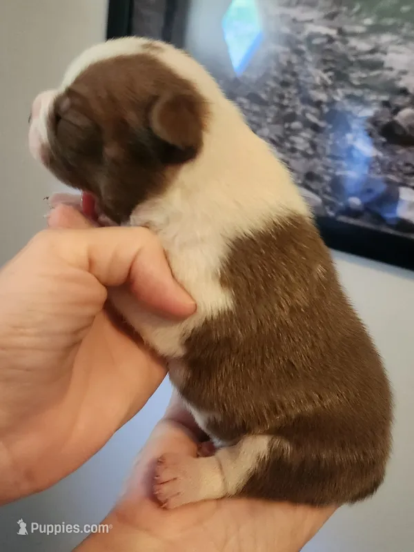 Girl D – Boston Terrier puppy for sale in Jamesville, NC