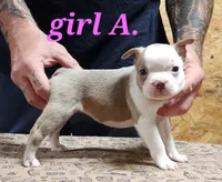 Girl A, a female Boston Terrier for sale in Jamesville, NC – 2 of 4