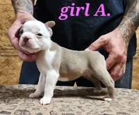 Girl A, a female Boston Terrier for sale in Jamesville, NC – 1 of 4