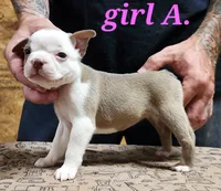 Girl A, a female Boston Terrier for sale in Jamesville, NC – 4 of 4