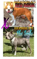Buster , a male Boston Terrier for sale in Jamesville, NC – 3 of 7