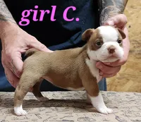 Girl C, a female Boston Terrier for sale in Jamesville, NC – 1 of 5