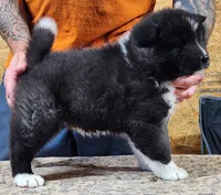 Big Black Girl "1", a female Akita for sale in Jamesville, NC – 4 of 8