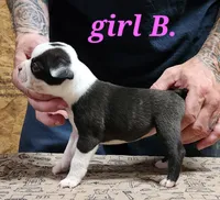 Girl B, a female Boston Terrier for sale in Jamesville, NC – 2 of 5