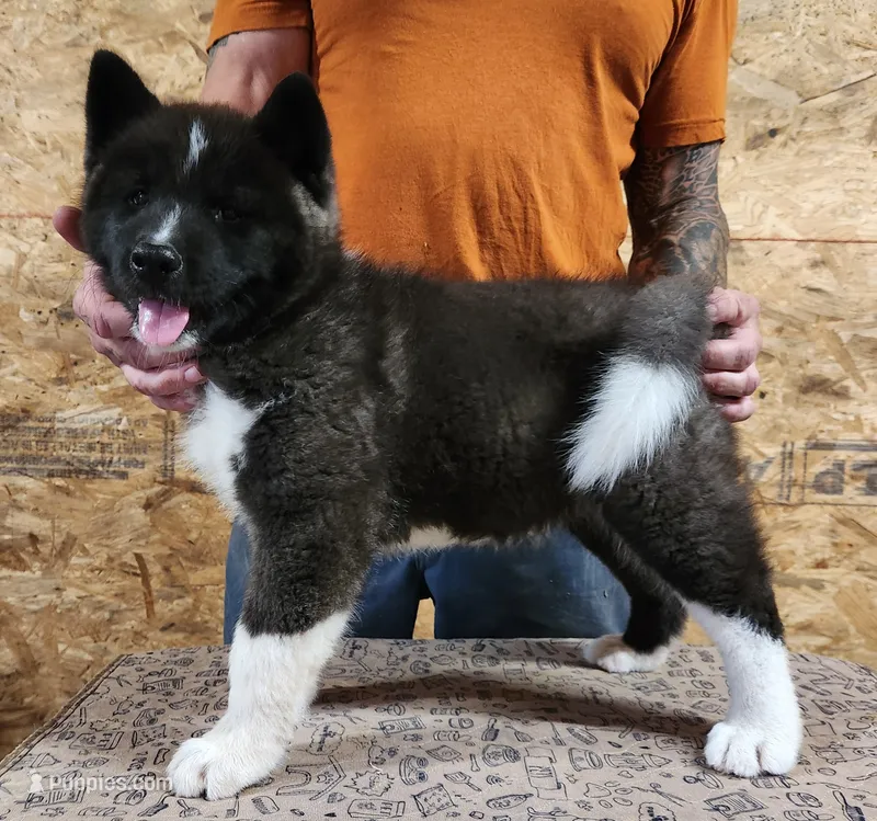 Black Wolf – Akita puppy for sale in Jamesville, NC